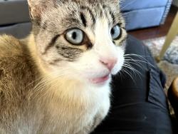 Lost Female Cat last seen Near Centennial Blvd, Springfield, Springfield, OR 97477