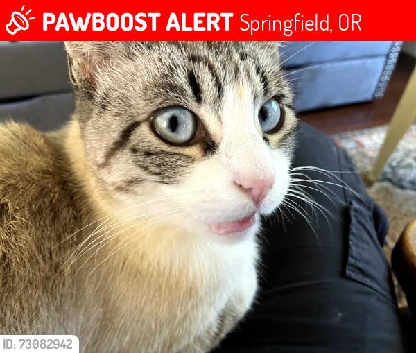 Lost Female Cat last seen Near Centennial Blvd, Springfield, Springfield, OR 97477
