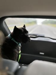 Lost Female Dog last seen Augusta Expo, Fishersville Va, Waynesboro, VA 22980