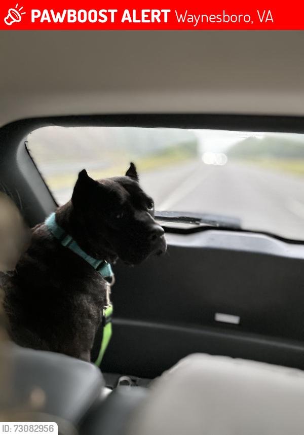 Lost Female Dog last seen Augusta Expo, Fishersville Va, Waynesboro, VA 22980