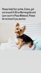 Lost Female Dog last seen Morningside Drive and Lyon Court, Charlotte, NC 28205