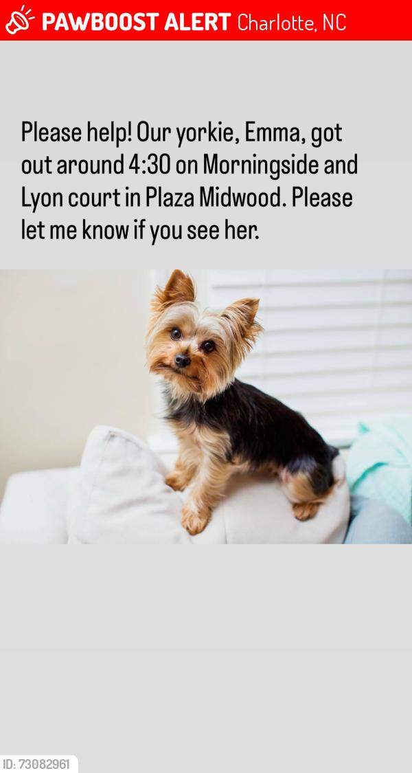 Lost Female Dog last seen Morningside Drive and Lyon Court, Charlotte, NC 28205