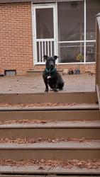 Reunited Male Dog last seen Sima Ave, Durham, NC 27701