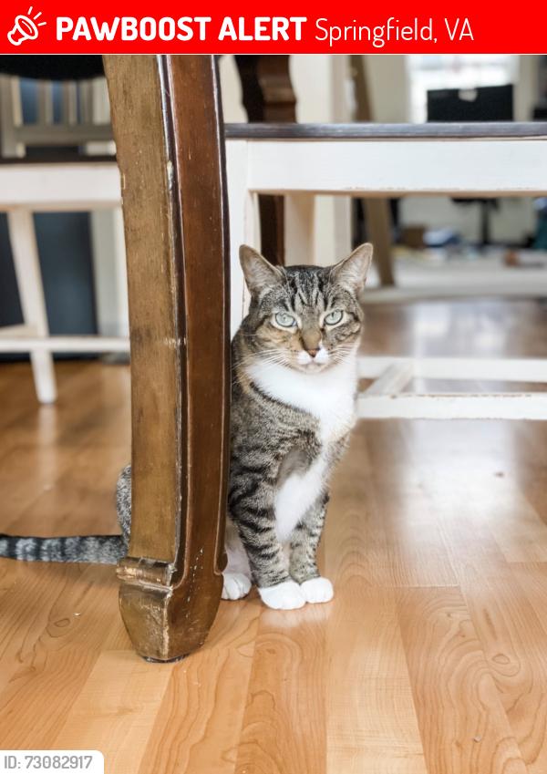 Lost Female Cat last seen Dunston & Garner St, Springfield, VA 22151