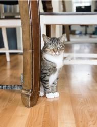 Lost Female Cat last seen Dunston & Garner St, Springfield, VA 22151