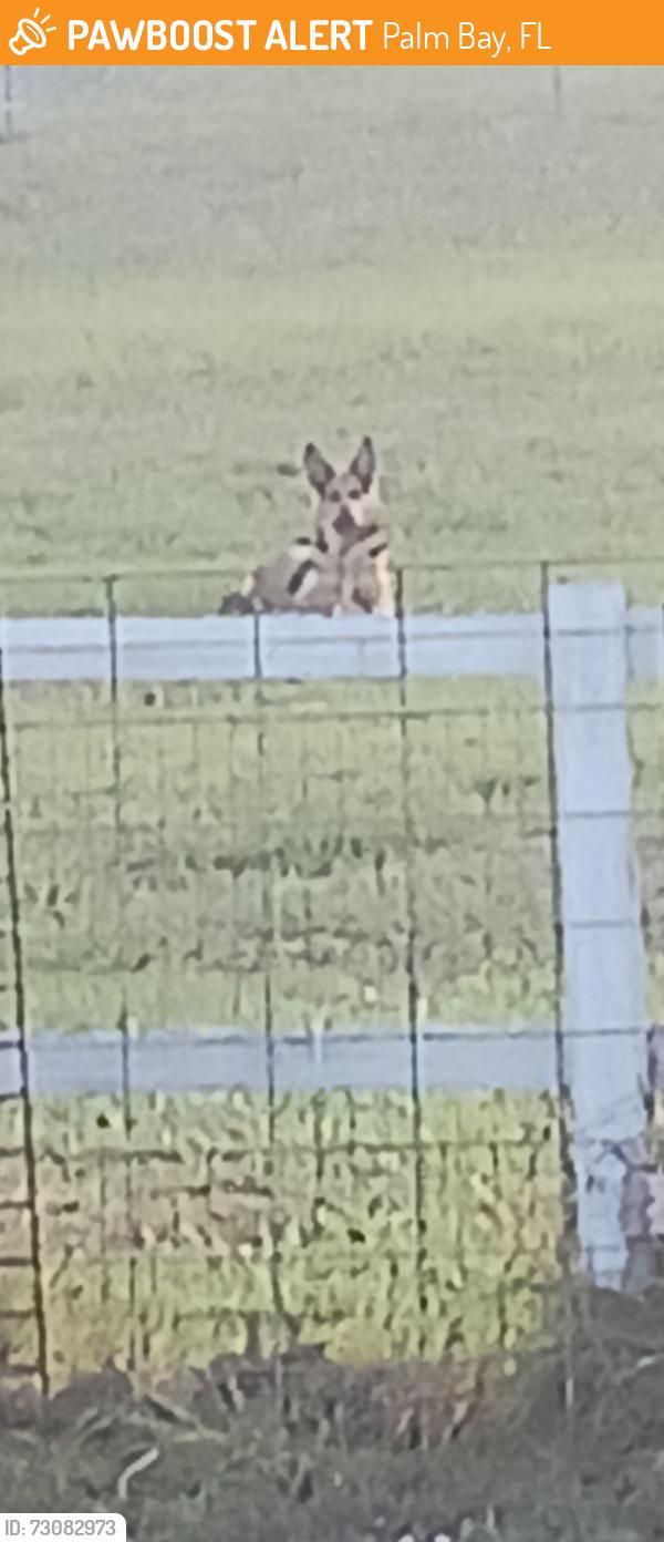 Found/Stray Unknown Dog last seen ELMIRA AND EMERSON, Palm Bay, FL 32907