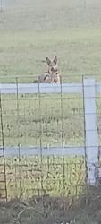 Found/Stray Unknown Dog last seen ELMIRA AND EMERSON, Palm Bay, FL 32907