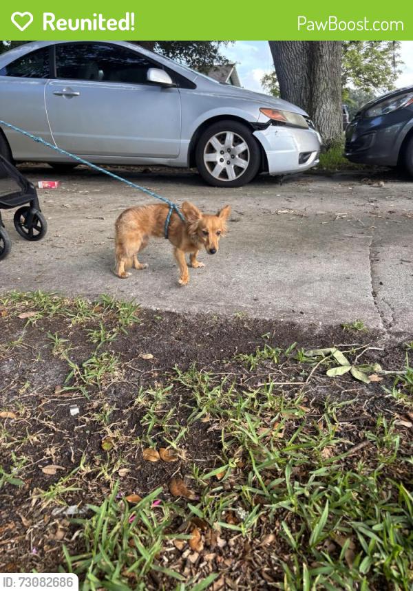 Reunited Male Dog last seen Volusia x Walton, Titusville, FL 32780