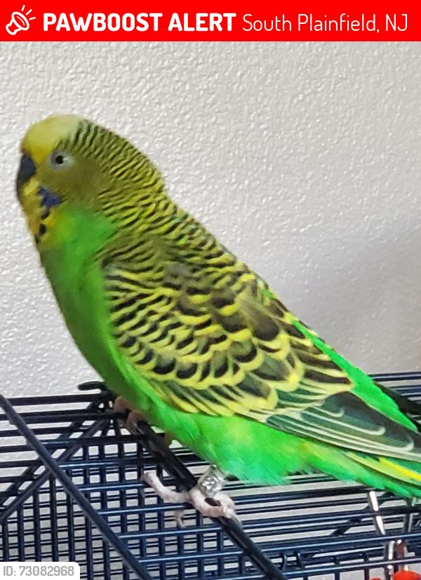 Lost Female Bird last seen Day St & Hamilton Boulevard, South Plainfield, NJ 07080