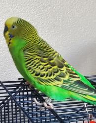 Lost Female Bird last seen Day St & Hamilton Boulevard, South Plainfield, NJ 07080