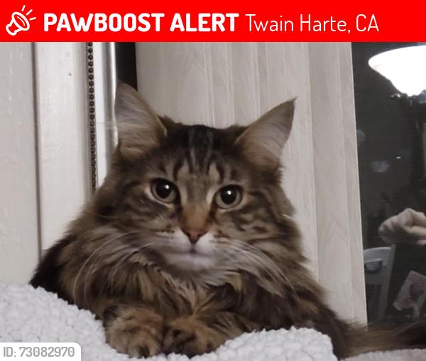 Lost Female Cat last seen Apple street or South Fork Road, Twain Harte, CA 95383