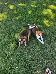 Found/Stray Female Dog last seen Vassar St. Mt. Vernon Ave, Bakersfield, CA 93306