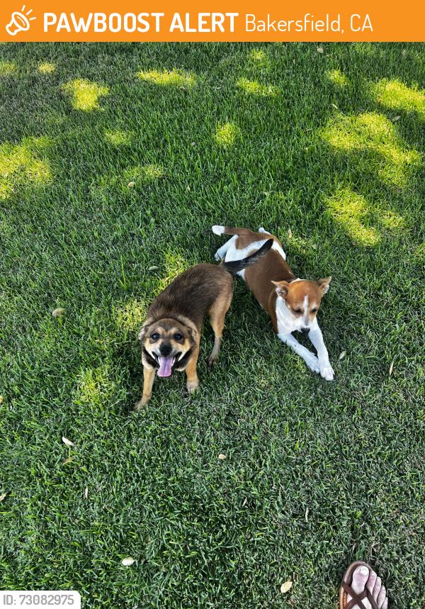Found/Stray Female Dog last seen Vassar St. Mt. Vernon Ave, Bakersfield, CA 93306