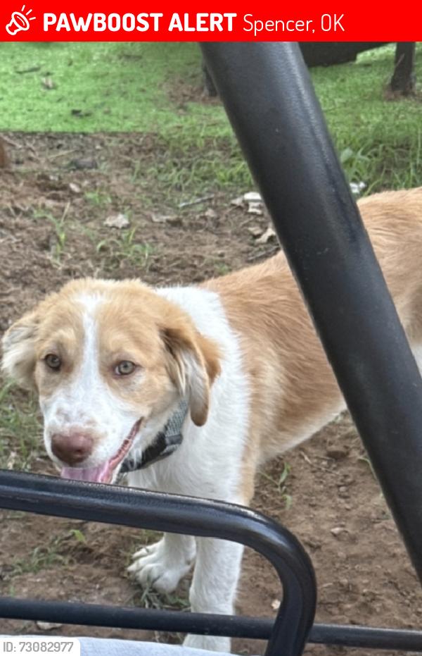 Lost Male Dog last seen NE 50 and Anderson Rd, Spencer, OK 73084