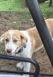 Lost Male Dog last seen NE 50 and Anderson Rd, Spencer, OK 73084