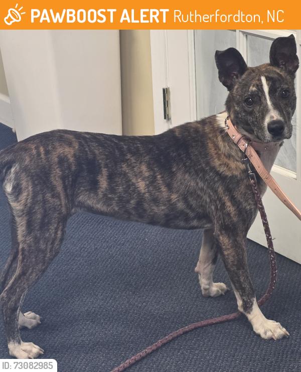 Found/Stray Female Dog last seen Harris henrietta st, Rutherfordton, NC 28139