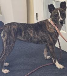 Found/Stray Female Dog last seen Harris henrietta st, Rutherfordton, NC 28139