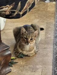 Found/Stray Male Cat last seen Hickory Hill Rd, Argyle, TX 76226