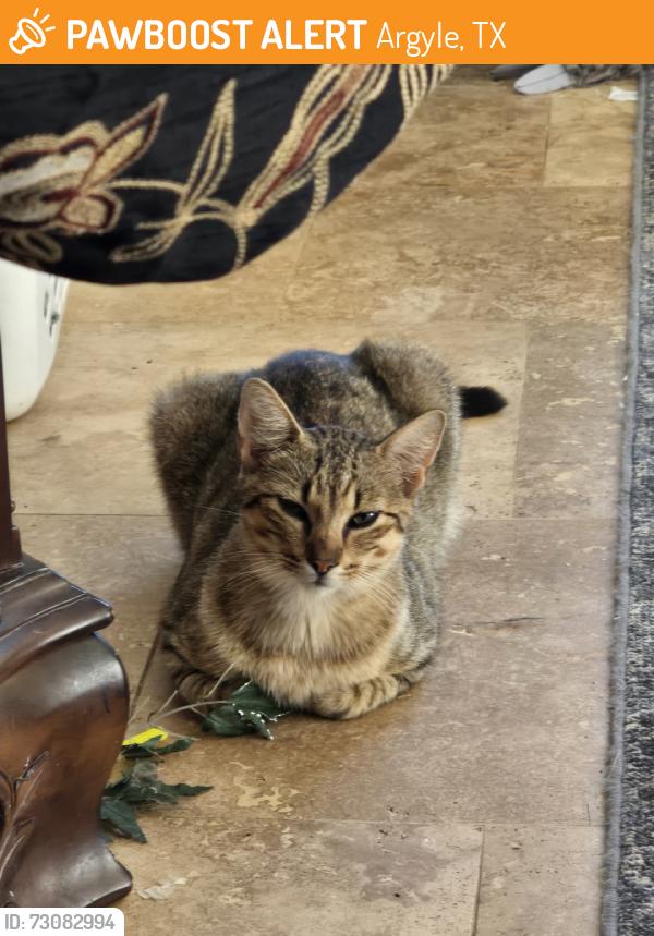 Found/Stray Male Cat last seen Hickory Hill Rd, Argyle, TX 76226