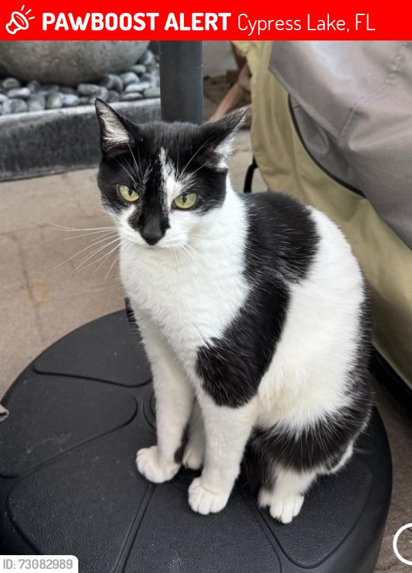 Lost Female Cat last seen Lake McGregor Dr, Cypress Laje Dr, Cypress Lake, FL 33919