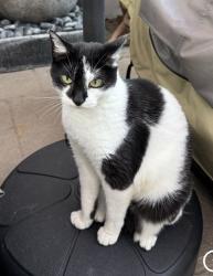 Lost Female Cat last seen Lake McGregor Dr, Cypress Laje Dr, Cypress Lake, FL 33919