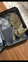 Reunited Female Cat last seen Giroux Rd, Nevis Close, Lacombe Dr (North Ridge), St. Albert, AB 