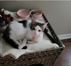 Lost Female Cat last seen copper ridge on cape cod circle, Valrico, FL 33594