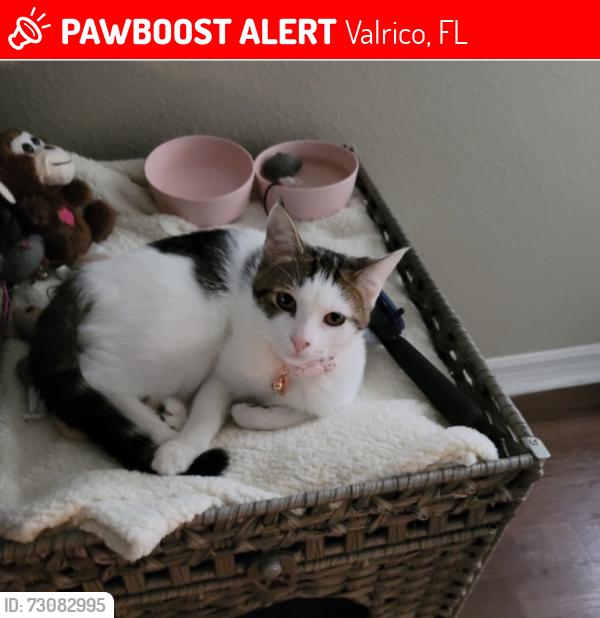 Lost Female Cat last seen copper ridge on cape cod circle, Valrico, FL 33594