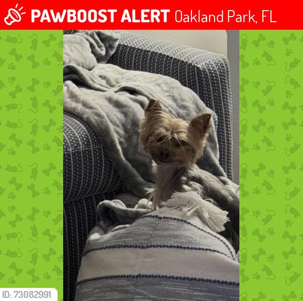 Lost Female Dog last seen Fort Lauderdale, FL 33308, Oakland Park, FL 33308