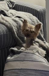Lost Female Dog last seen Fort Lauderdale, FL 33308, Oakland Park, FL 33308