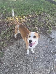 Found/Stray Male Dog last seen George Miller Rd, Hastings FL, Hastings, FL 32145