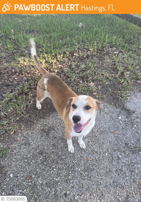 Found/Stray Male Dog last seen George Miller Rd, Hastings FL, Hastings, FL 32145