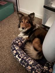 Reunited Female Dog last seen Kroger in Moraine, Dayton, OH 45459