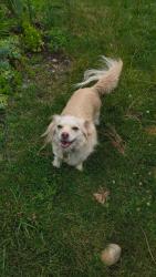 Reunited Female Dog last seen George Washington School, Troy, NY 12180