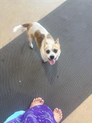Found/Stray Female Dog last seen Lake Arlington Ranch, Fort Worth, TX 76119