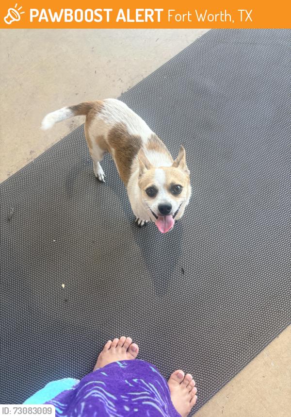 Found/Stray Female Dog last seen Lake Arlington Ranch, Fort Worth, TX 76119
