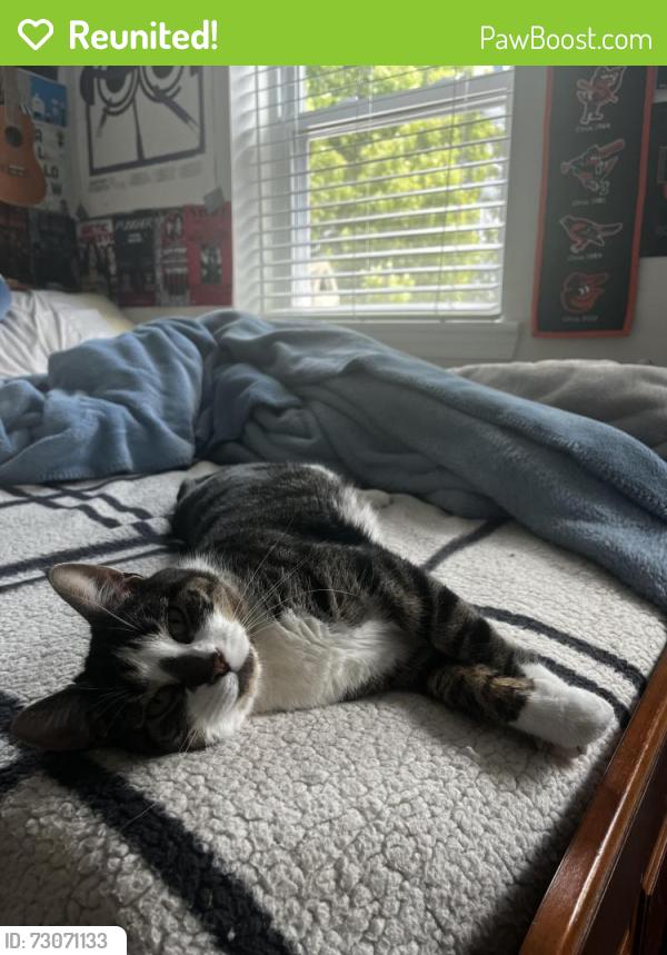 Reunited Female Cat last seen e cross st, Baltimore, MD 21230