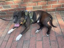 Reunited Male Dog last seen Lake accotink park, Springfield, VA 22151
