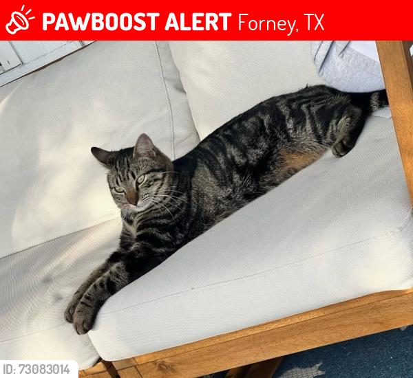 Lost Male Cat last seen I20 & FM 2932, Forney, TX 75126