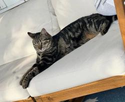 Lost Male Cat last seen I20 & FM 2932, Forney, TX 75126