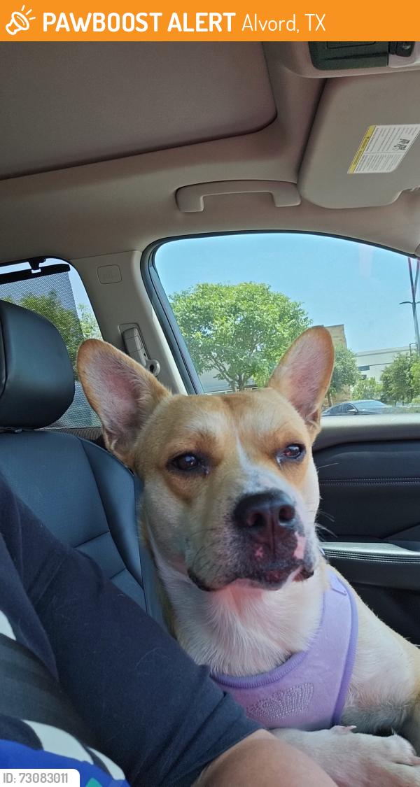 Found/Stray Male Dog last seen Farm to market rd 730 N, Alvord, TX 76225