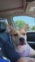 Found/Stray Male Dog last seen Farm to market rd 730 N, Alvord, TX 76225