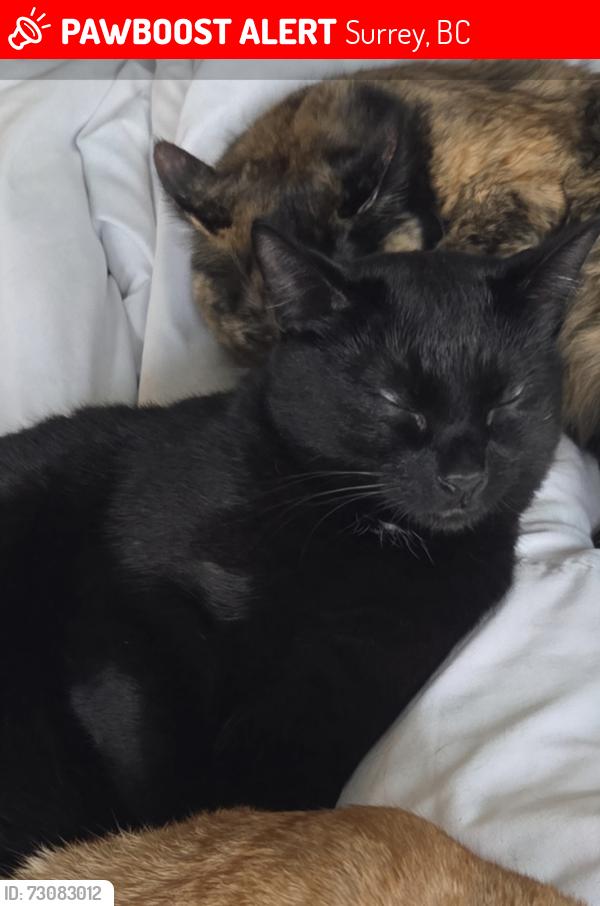 Lost Male Cat last seen Near and 70a avenue surrey bc, Surrey, BC 
