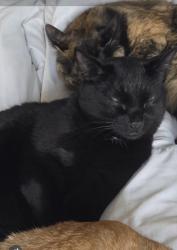 Lost Male Cat last seen Near and 70a avenue surrey bc, Surrey, BC 