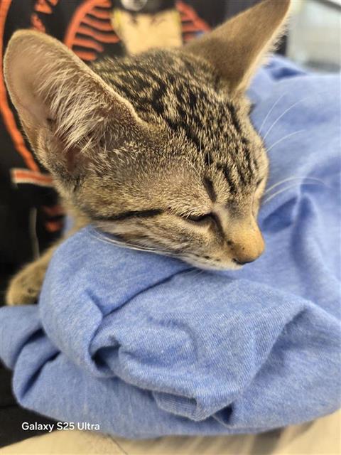 Shelter Stray Female Cat last seen , 4710 TX-151, San Antonio, TX 78227, USA