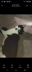 Lost Female Cat last seen North stateline road and Curtis Street, Masury, OH 44438