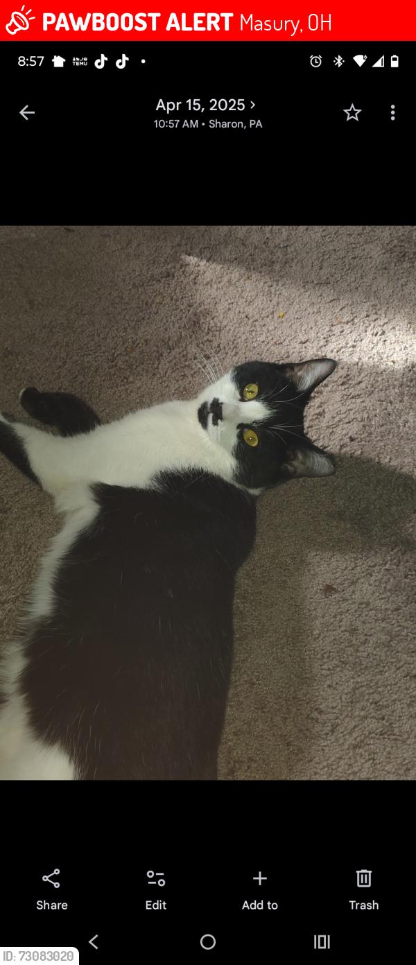 Lost Female Cat last seen North stateline road and Curtis Street, Masury, OH 44438