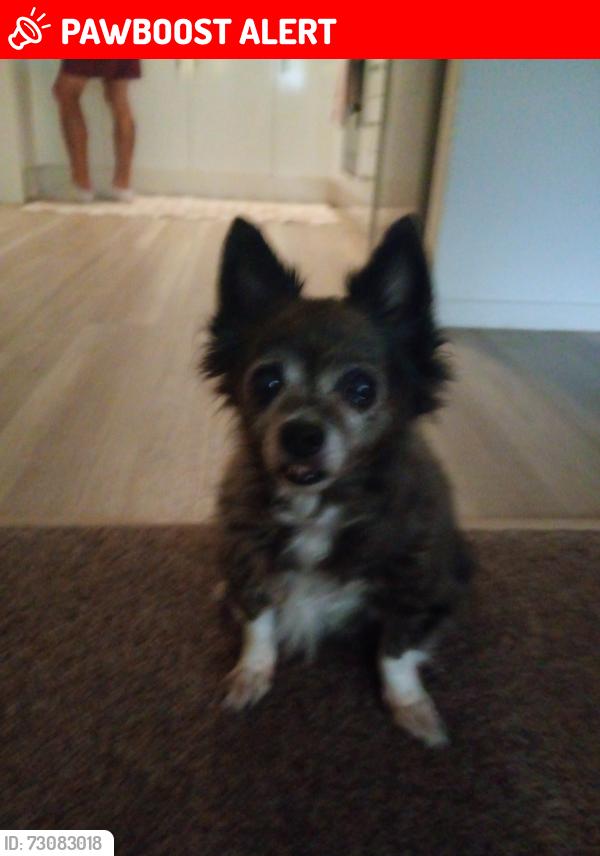 Lost Female Dog last seen Number 2 off 17 hume street north Toowoomba, North Toowoomba, QLD 4350