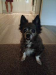 Lost Female Dog last seen Number 2 off 17 hume street north Toowoomba, North Toowoomba, QLD 4350