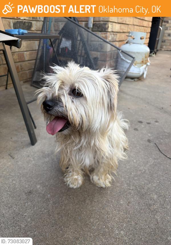 Found/Stray Female Dog last seen Grove and 61st, Oklahoma City, OK 73132